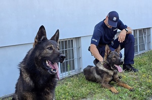 przewodnik psa służbowego i psy