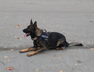 pies służbowy DOLAR